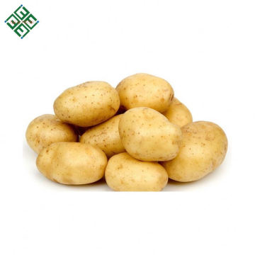 100% Exportable Bangladeshi Fresh Potato for French fries